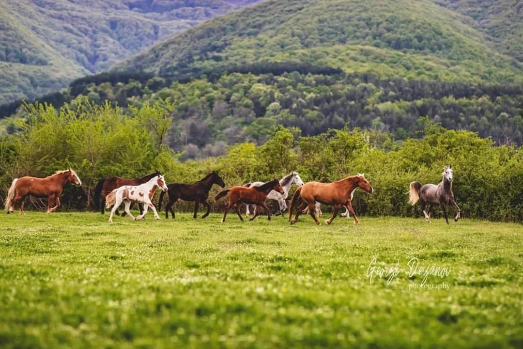 Вила Флора Паталеница Exterior foto